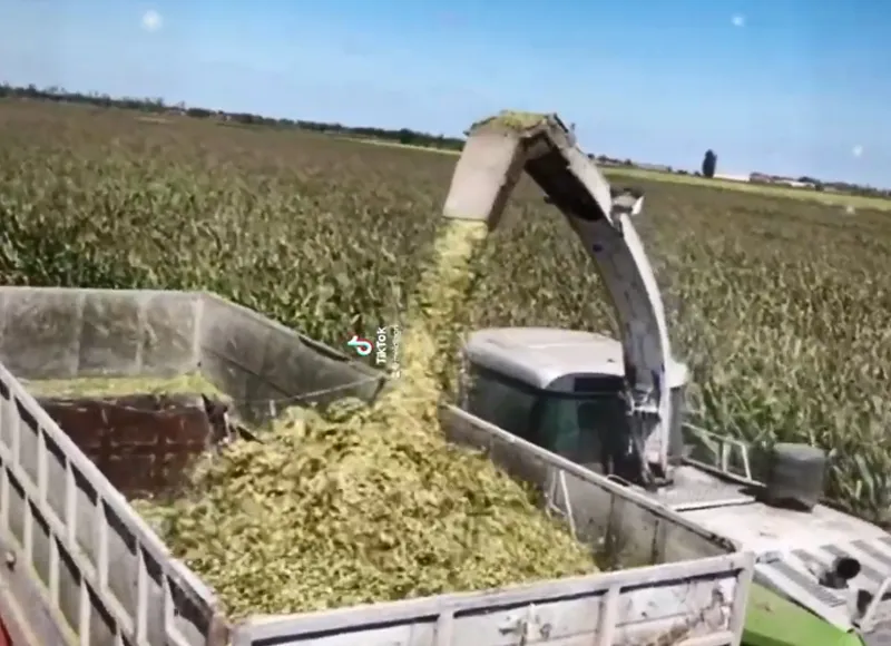 Forage Silage Harvester with Big Engine High Efficiency