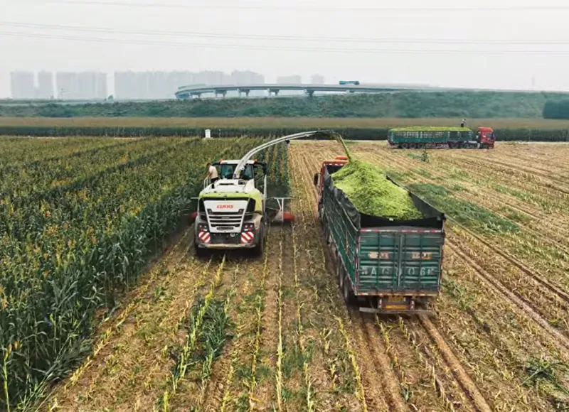 Meidi M460 Header: Elevate Your Forage Harvest!