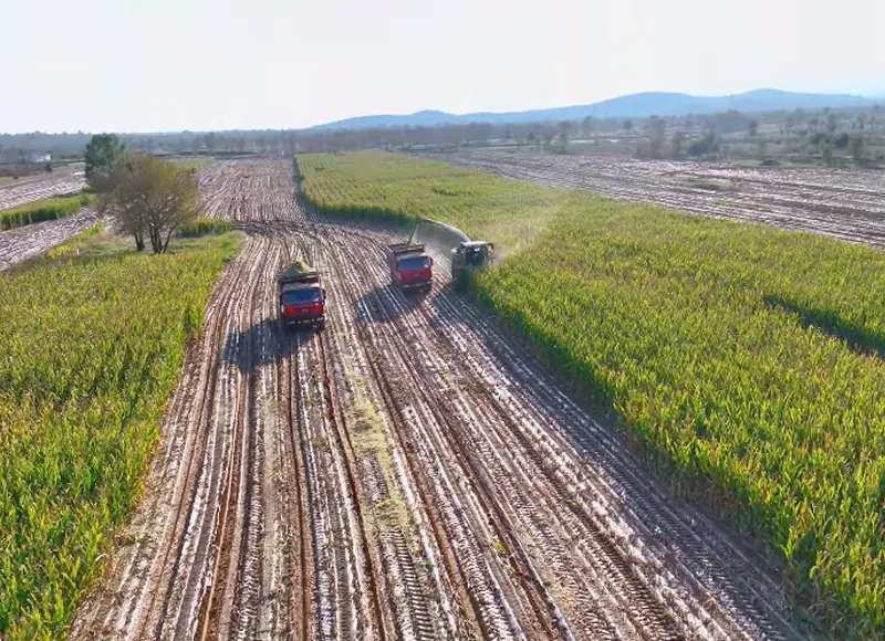 Tired of Inefficient Silage Harvesting? The Meidi Silage Harvester Is Here to Save the Day!
