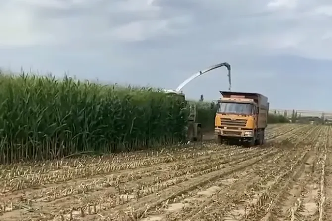 Forageharvest Farming Automobile Silageharvester Agriculture