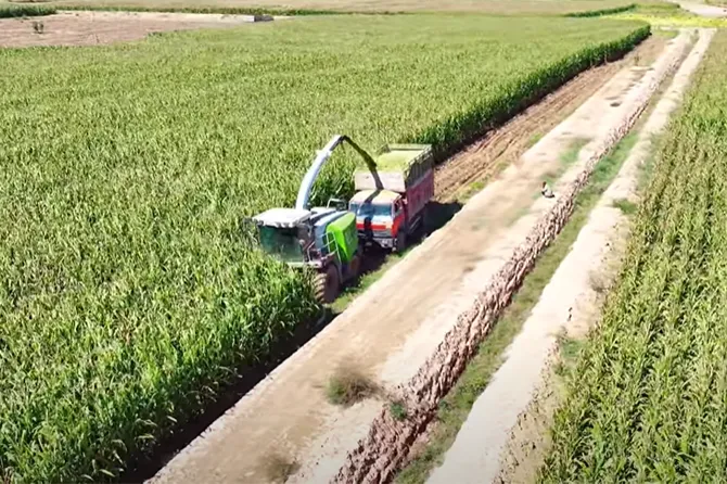 Hey There, Livestock Pros Worldwide! Tired of Dragging Your Feet with Silage Harvesting?