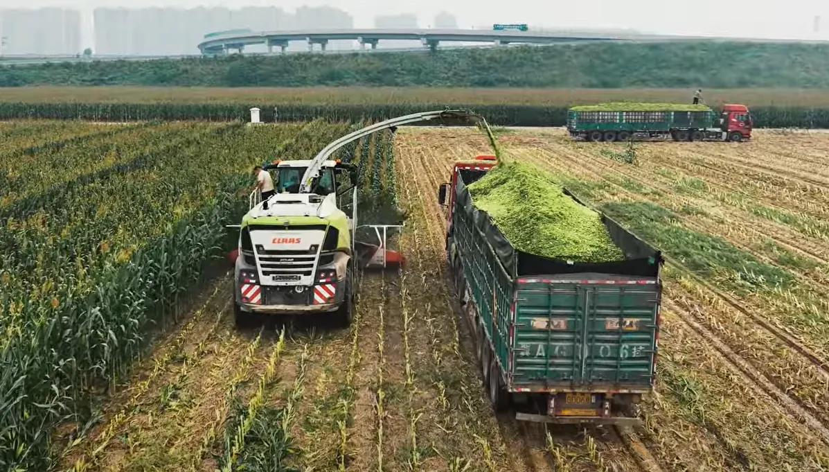 Meidi M460 Header: Elevate Your Forage Harvest!