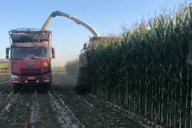 Self-Propelled Forage Harvester on Work