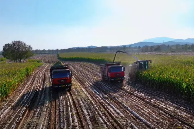 Tired of Inefficient Silage Harvesting? The Meidi Silage Harvester Is Here to Save the Day!